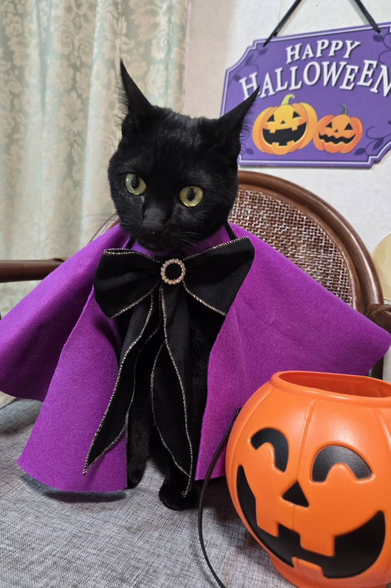 クロニャン on X