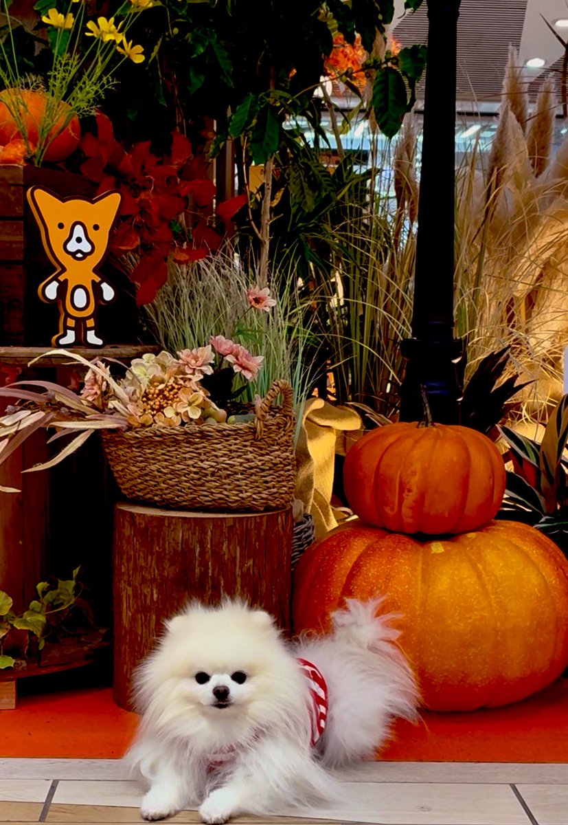 はち𐔌՞⁔•͈ ·̫ •͈⁔՞𐦯Pome𝐋𝐨𝐯𝐞🐾﹏𓈒𓂂𓏸 (@Shiro924Pome