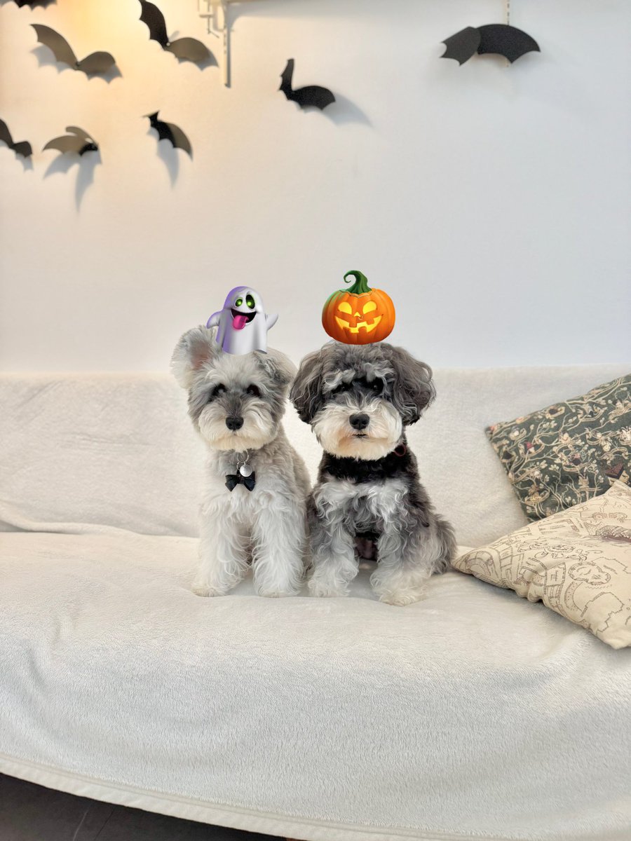 jijitoto_unit's tweet photo. ハロウィン https://t.co/68cq2MwwHM
