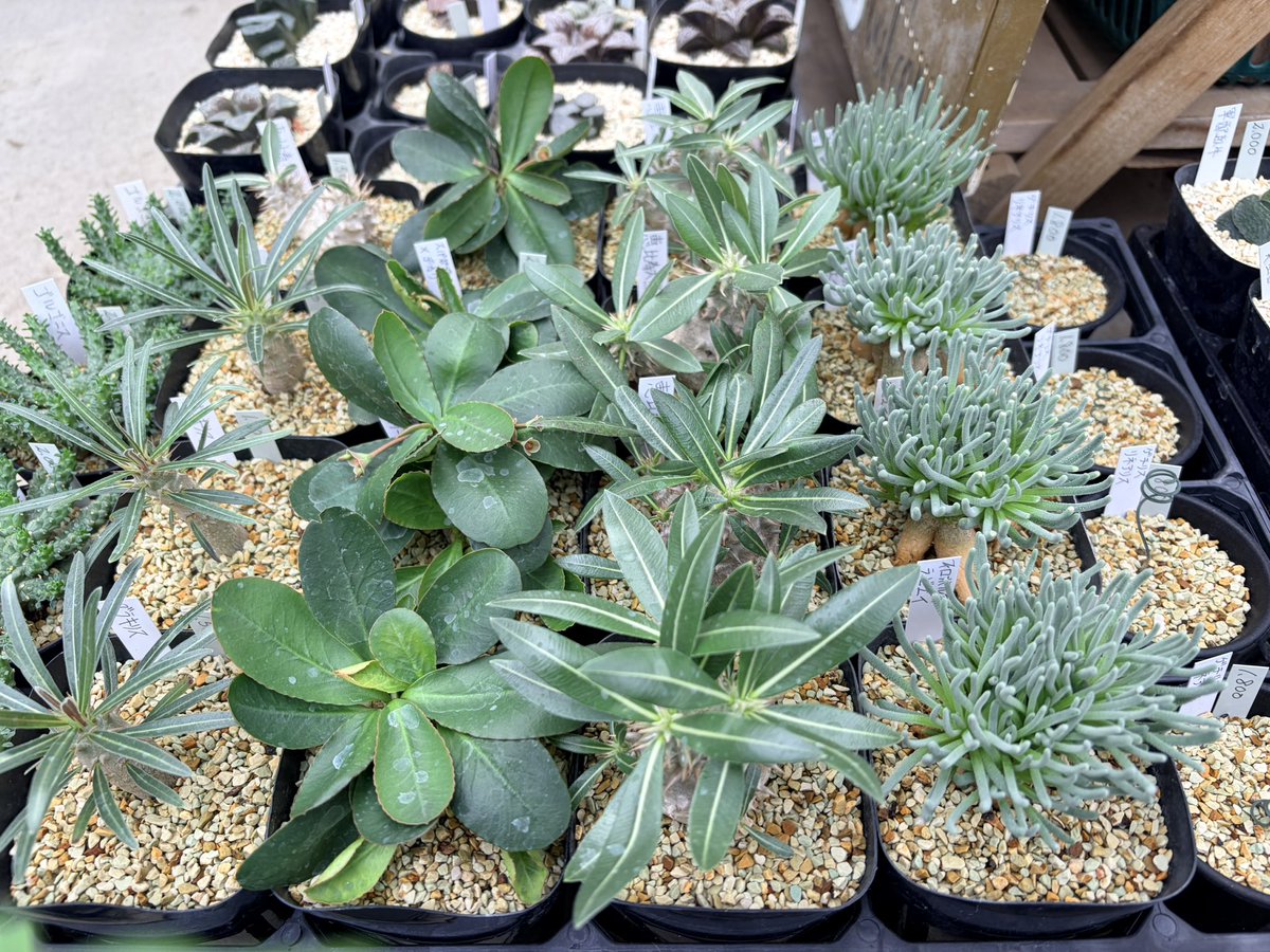 シマムラ園芸 on X