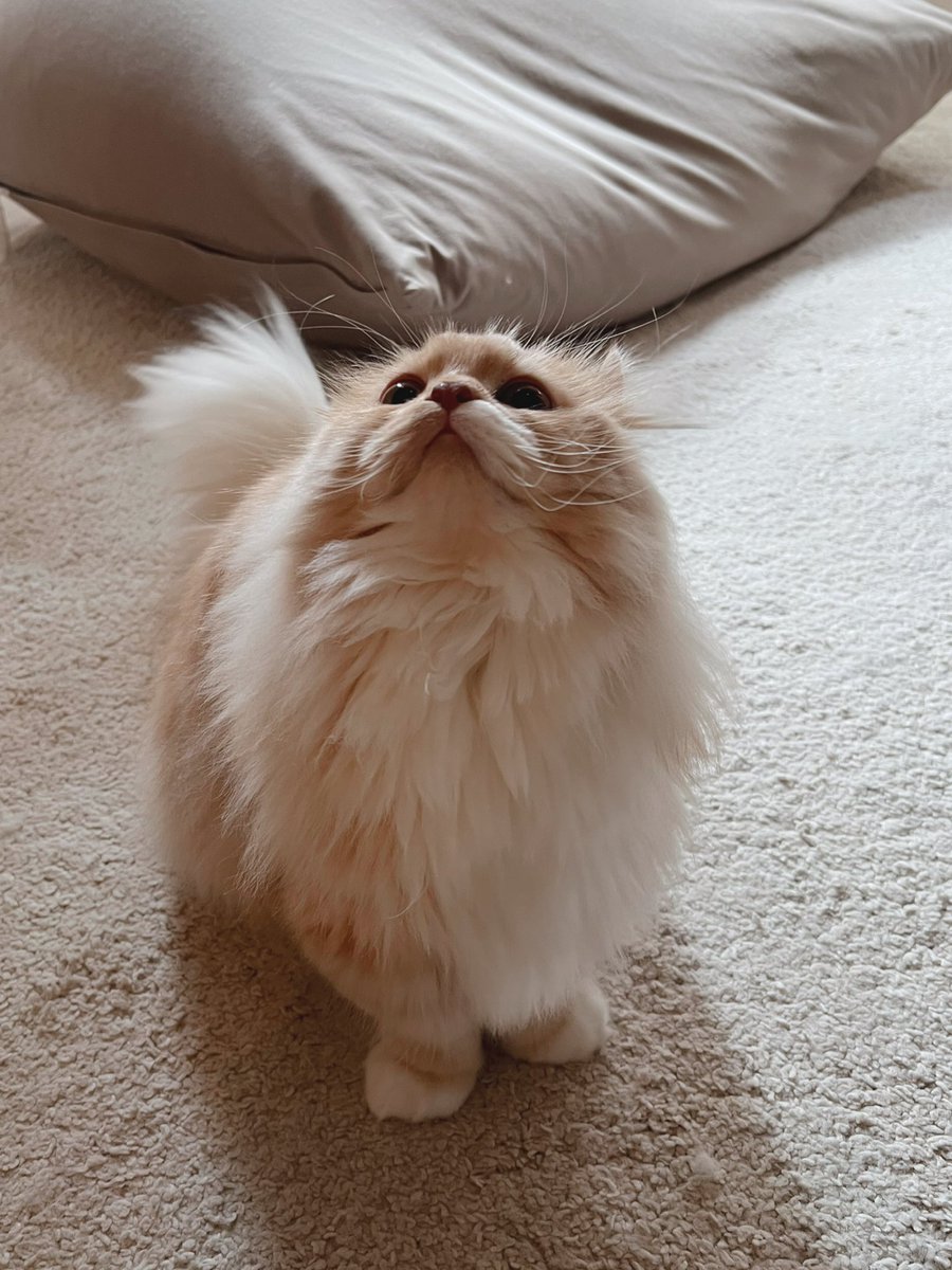 ぽこた ぽこた☁️耳毛ミヌエット (@pktpkpk) / Posts / X