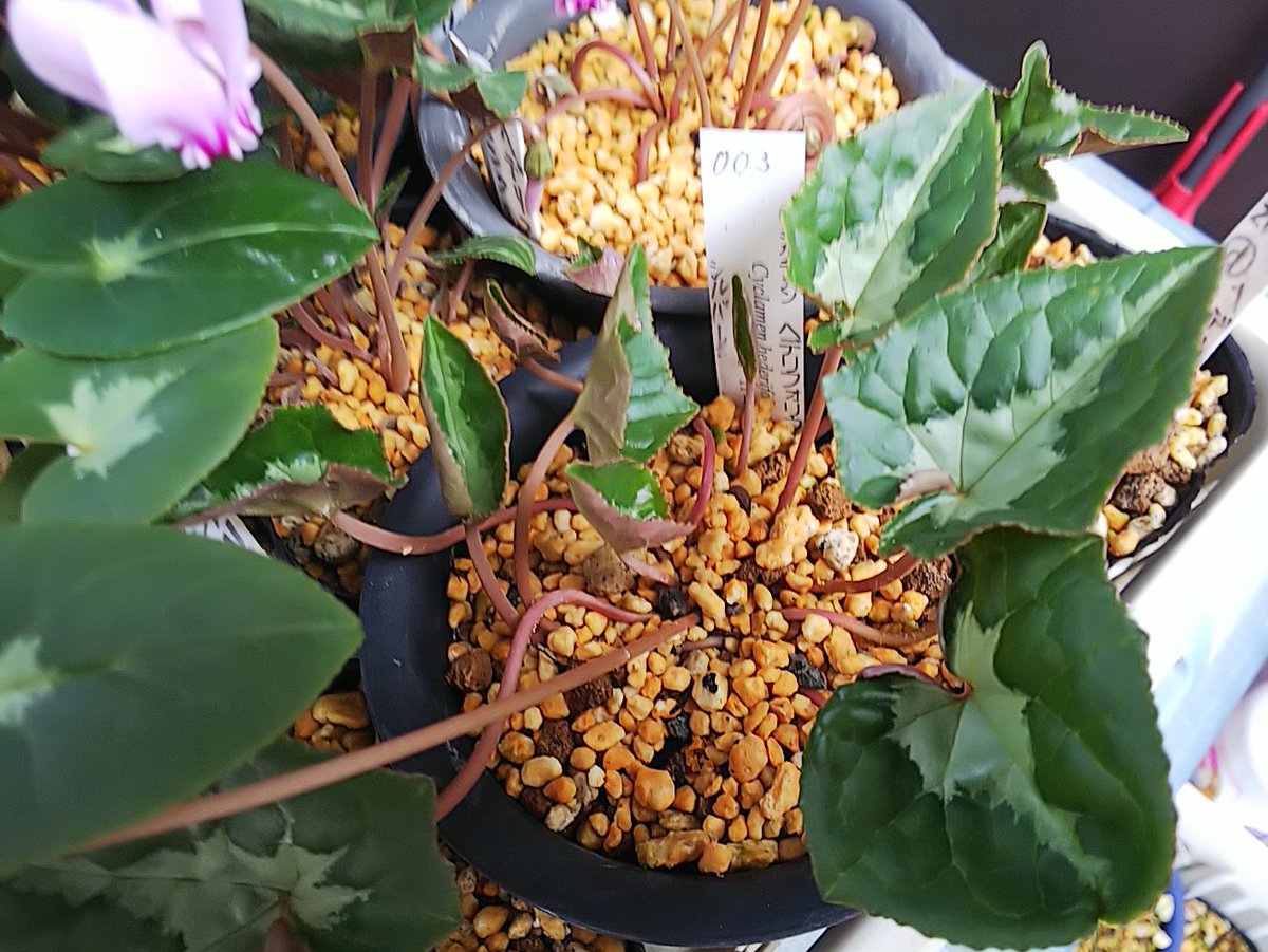 ヒストリカル♡レア品種 イングリッシュ ヒストリカル♡レア品種 イングリッシュ AmiAmi [Character