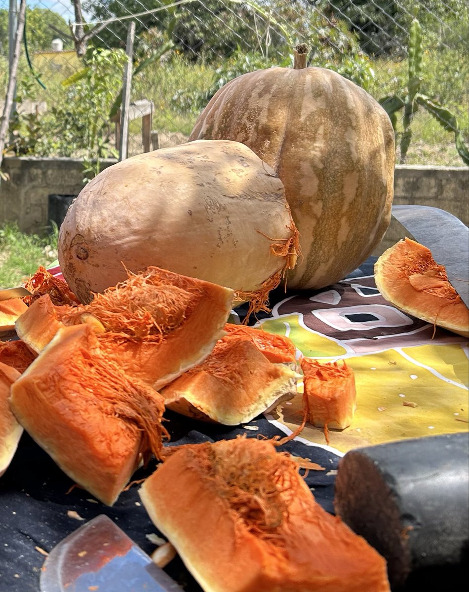 Git gu zhig / Calabaza támala de cáscara madura / Hard shell Pumpkin 
#UsaTuVoz #ZapotecoColonial