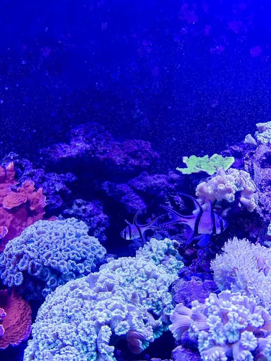 tahereb7's tweet image. Draped in raincoats outside, mesmerized by marine life inside. SEA LIFE is London’s peaceful refuge. 🐡🌦😊