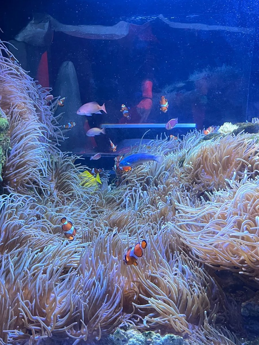 tahereb7's tweet image. Draped in raincoats outside, mesmerized by marine life inside. SEA LIFE is London’s peaceful refuge. 🐡🌦😊