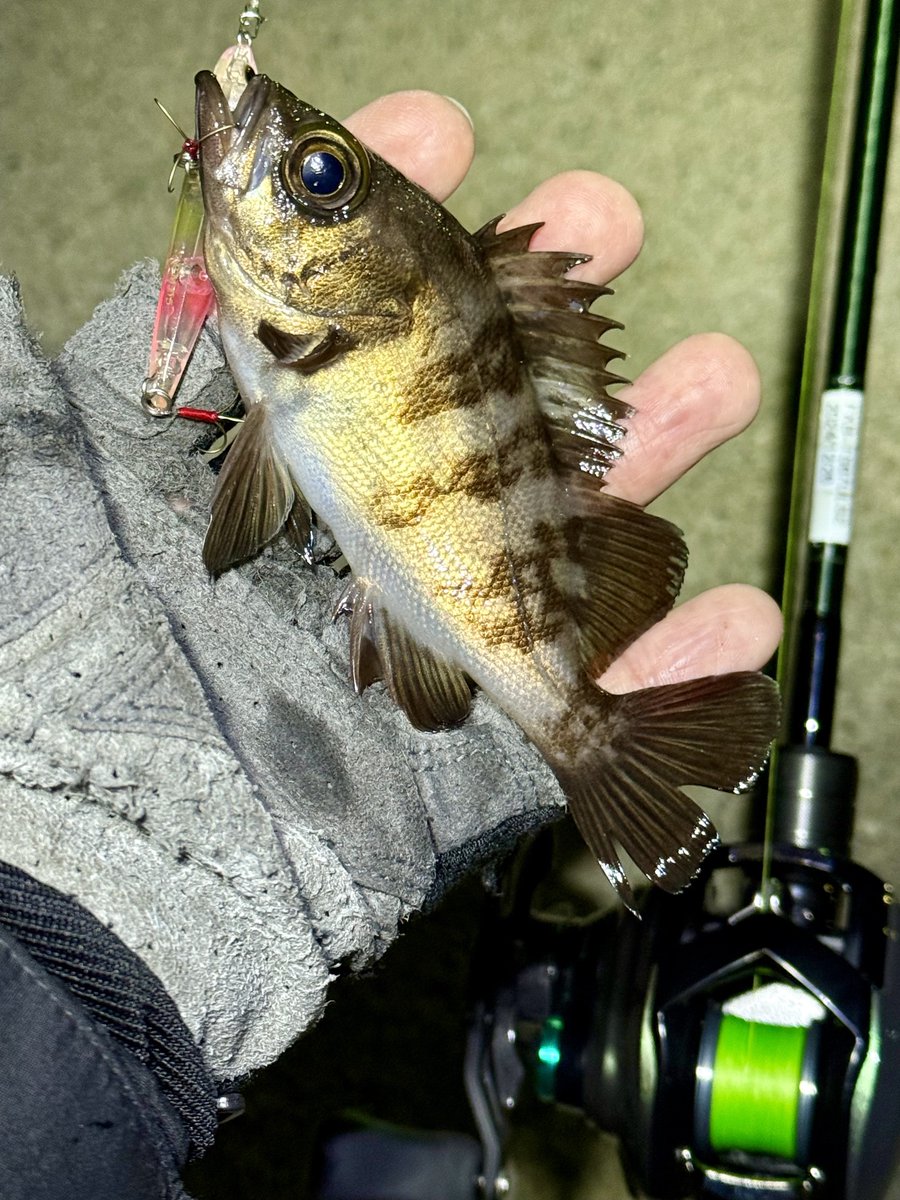 お魚様　確認用 GEX 金魚プロバイオパワーフード沈下性200（4972547034496