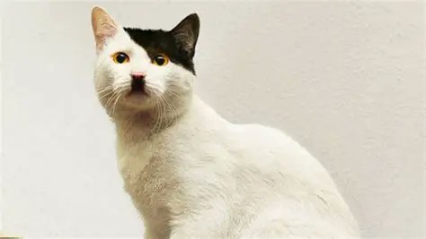 Attack Kitty 13 (@attackkitty13) on Twitter photo 