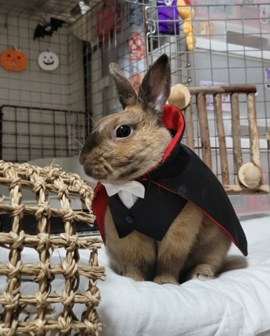 〰Ψ(⃔ *`꒳´ * )⃕↝⡱ﾋｯﾋｯﾋｰ
ハッピーハロウィン🎃✨
AIすごい😆💕
もぐちゃんカッコイイドラキュラさんに変身🥰