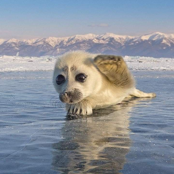 goobygirl2's tweet photo. snail seal #sneal https://t.co/FHmD80HpSv