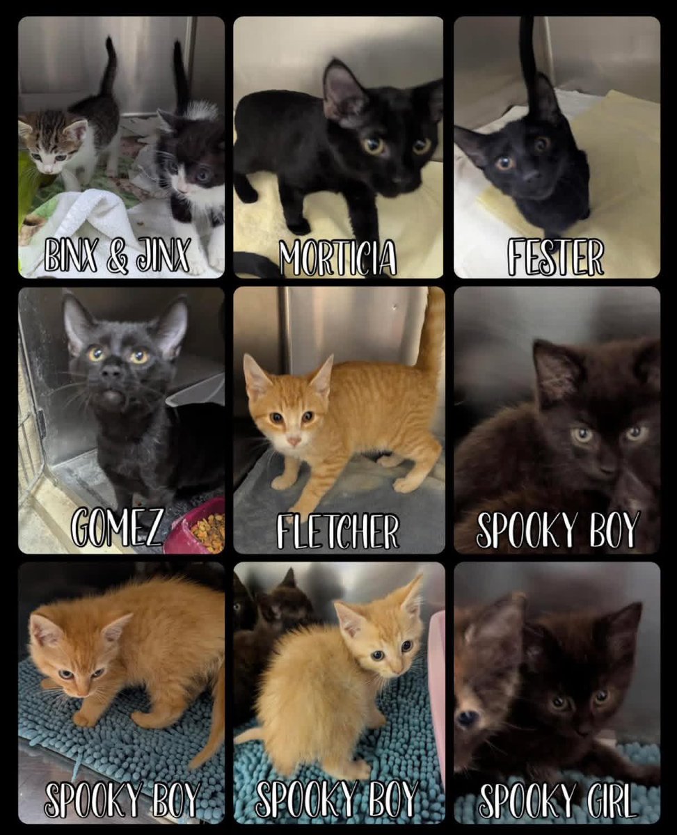 🚨 PLEDGES NEEDED! 🚨
Cats &amp; kittens at Rocky Mount Animal Shelter (NC) need rescue &amp; adoption desperately. Must get out of shelter. Please pledge and retweet!!
petfinder.com/search/cats-fo…