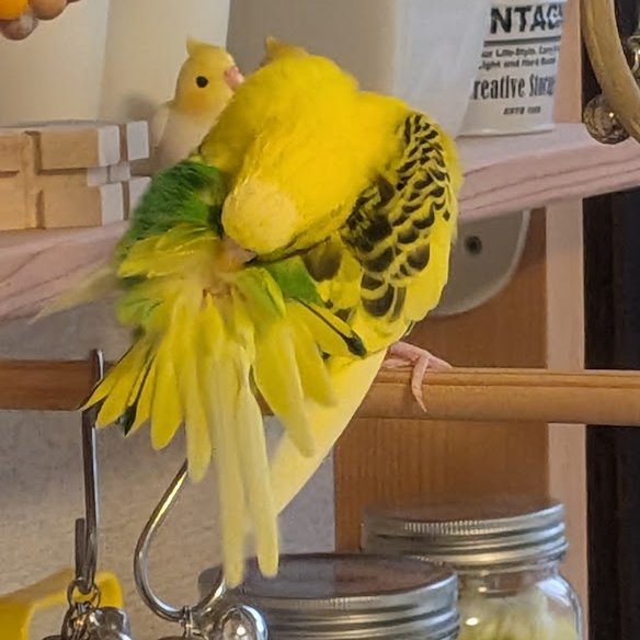 やまとん ボル姉さん♡ on X