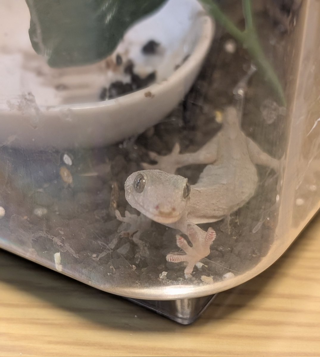 capppy0906's tweet photo. ご飯？って言ってる🦎
#ヤモリ https://t.co/rgihQfJd3u