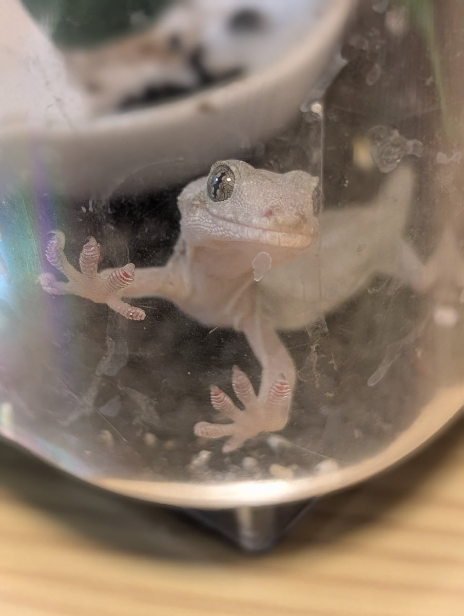 capppy0906's tweet photo. ご飯？って言ってる🦎
#ヤモリ https://t.co/rgihQfJd3u