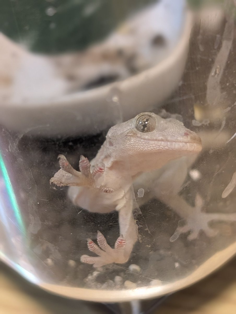capppy0906's tweet photo. ご飯？って言ってる🦎
#ヤモリ https://t.co/rgihQfJd3u