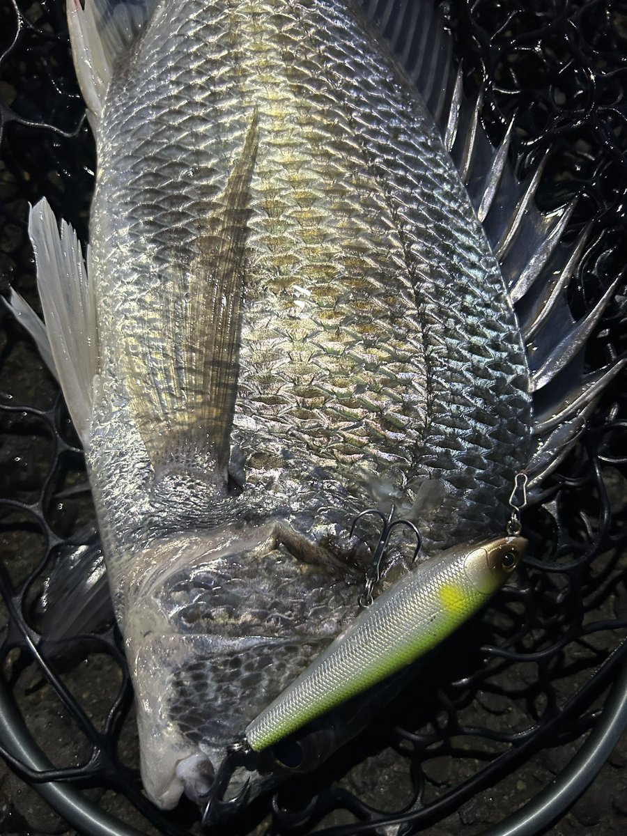 DAIWA SW Fishing Shore (@d_sw_shore) / Posts / X