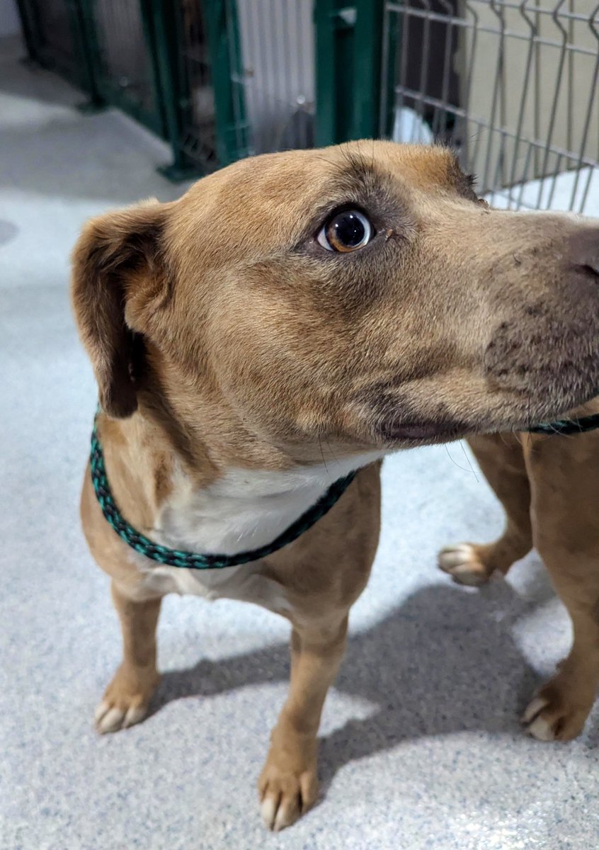 Please don’t forget about sweet Neila!!  She is a sweet girl with so much love to give!! She wants to be adopted and have a family of her own but we must have a back up plan. Please, please pledge and retweet for Neila. She only has ONE pledge.  Help please!!