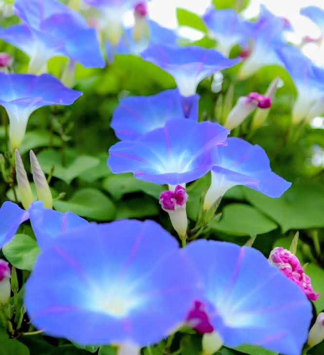 <a href="/niwaigri/">すみれ　ゆっくりマイペース</a> おはようございます😃
すみれさん🎼
今日も一日宜しくお願いしますね(⁠~⁠￣⁠³⁠￣⁠)⁠~