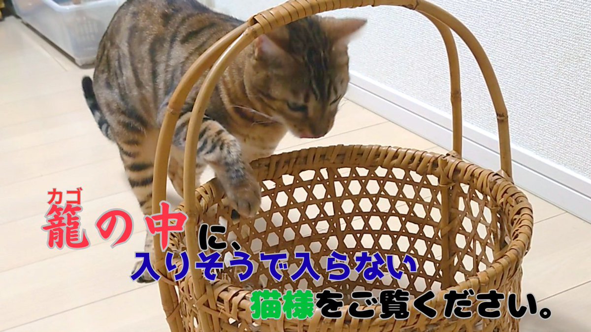 ねこまる様 まる様とてつ様 (@ABHnAtCrPRCnRIg) / Posts / X