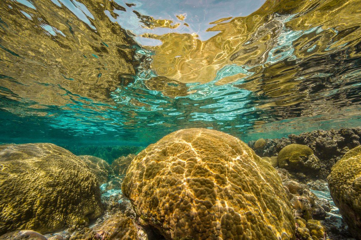 UNDPplanet's tweet image. “The Blue and Green Island Integrated Programme is exciting because we have the opportunity to show what SIDS can achieve as large ocean states.” @MidoriPaxton @UNDP Nature.

See how we’re supporting this blue and green transformation #ForPeopleForPlanet: ow.ly/2fLT50PwjBm