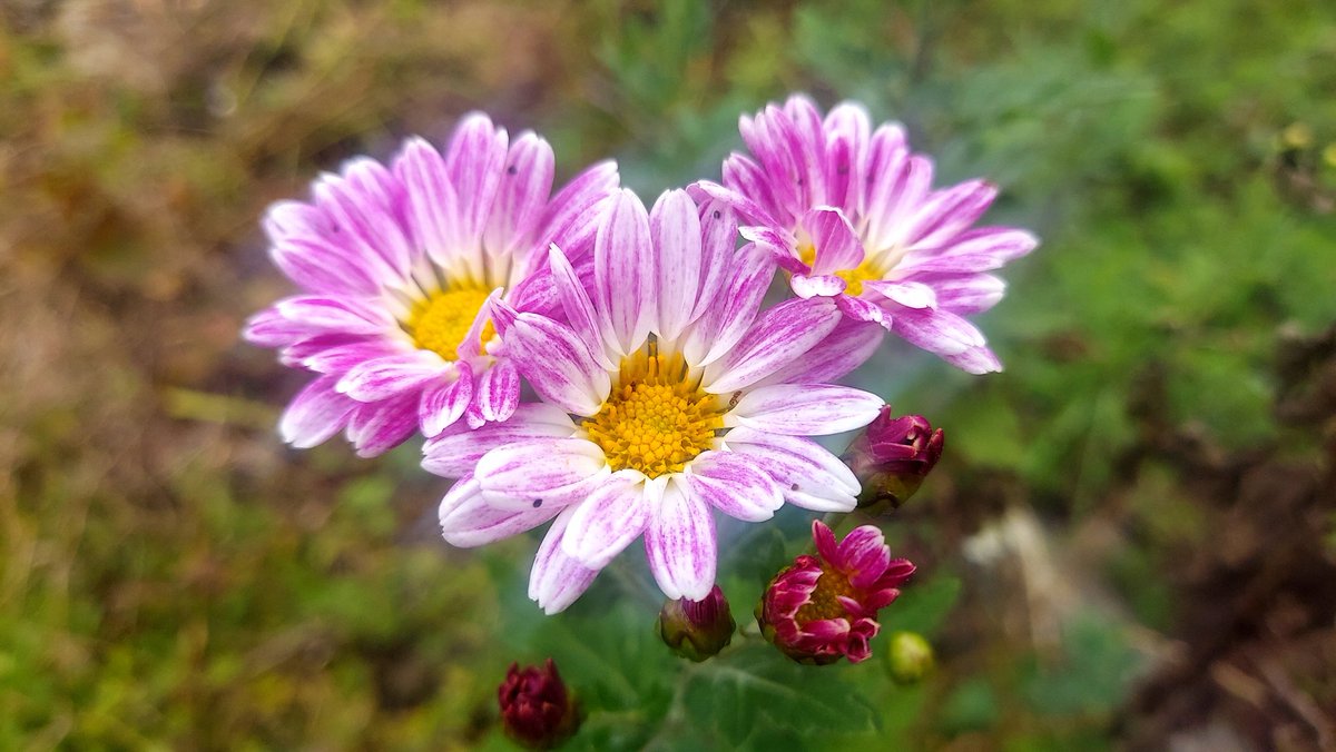 天然菊花石　木の枝に、花が咲いてる 天然菊花石木の枝に、花が咲いてる