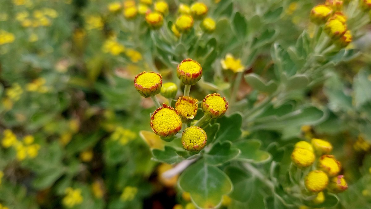 せきぐちゆき on X