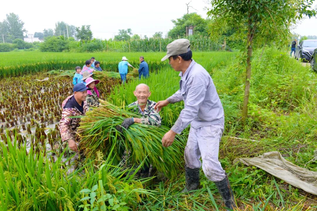 BusinessChina01's tweet photo. The scent of rice flowers fills the air — harvest season is here! 🌾 Good morning to our amazing farmers! #早安 #morning #YuGotIt #Letsgrowtogether https://t.co/HSslDQa539