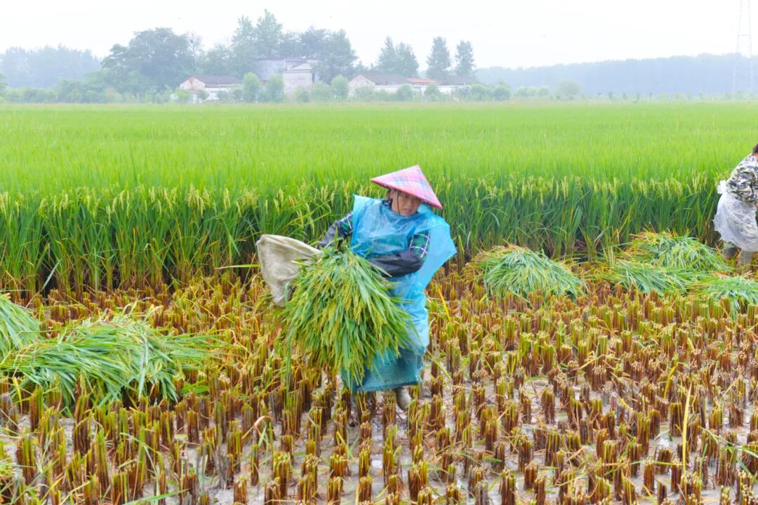 BusinessChina01's tweet photo. The scent of rice flowers fills the air — harvest season is here! 🌾 Good morning to our amazing farmers! #早安 #morning #YuGotIt #Letsgrowtogether https://t.co/HSslDQa539