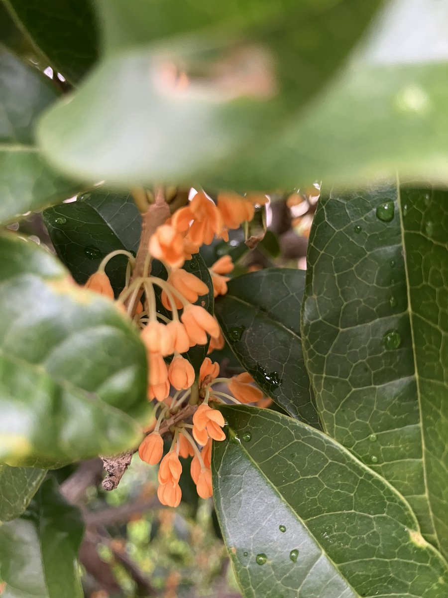 花❁ よっし56 on X