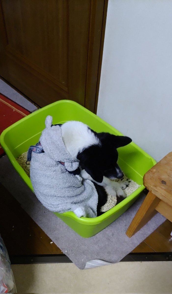 猫魔こま子@ 長崎 FINAL大阪横浜 on X