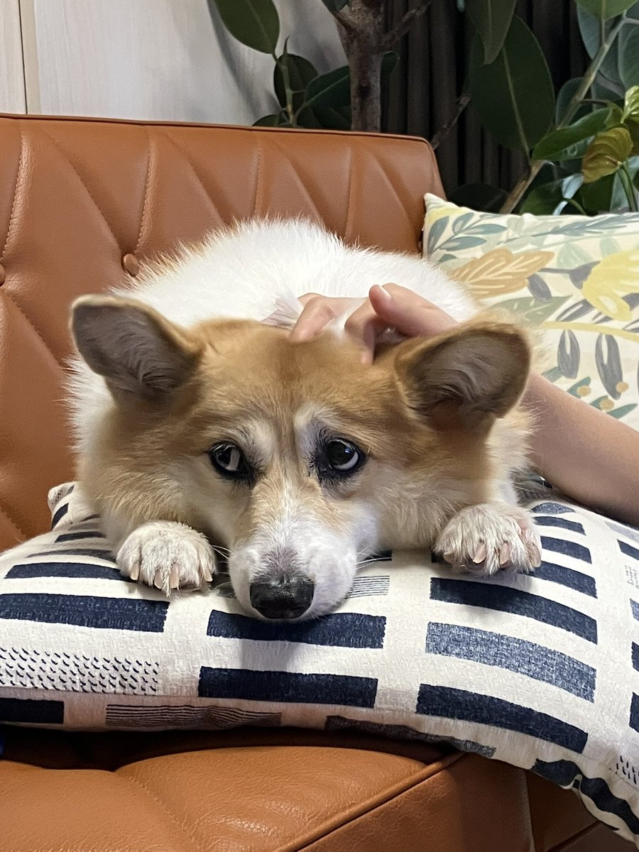 👧のナデナデ物足りないけどとりあえずされとく。
#コーギー
#コーギーのいる暮らし