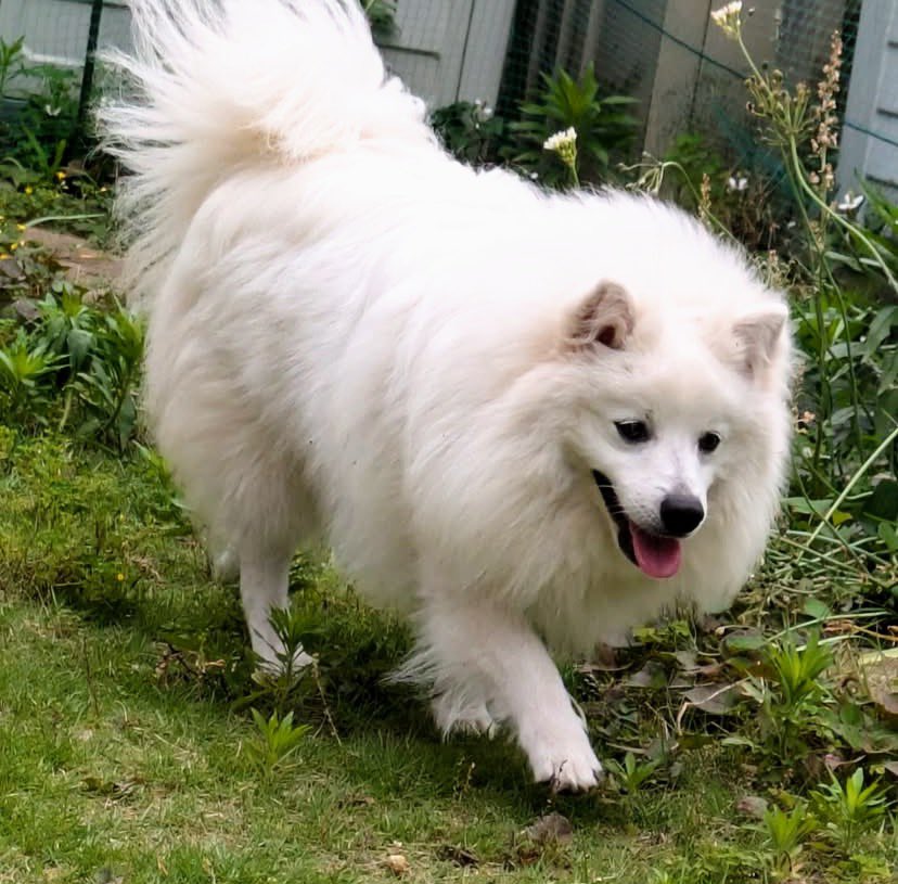 TOKI@サモGR飼い (@Toki_samoyed) / Posts / X