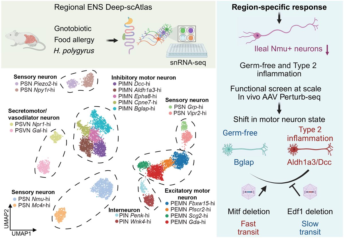Regional encoding of enteric nervous system responses to microbiota and type 2 inflammation <a href="/ScienceMagazine/">Science Magazine</a> <a href="/TheXavierLab/">Xavier Lab</a> <a href="/broadinstitute/">Broad Institute</a> <a href="/deguine_j/">Jacques Deguine</a>
science.org/doi/10.1126/sc…