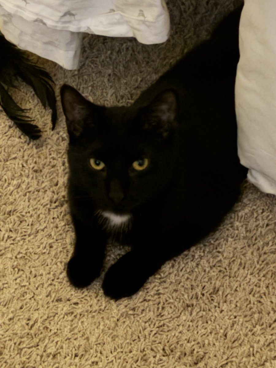 TheCatSenate's tweet photo. This little idiot will let me pet her and she will get all happy and purring and roll over onto her back and then instantly freak out because I’m near her belly, attack and bolt off https://t.co/nle9wHvyUH