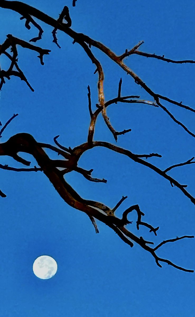 The goblins are gathering
For a long Halloween night.
Their dire moans and wild shrieking 
Will inflict a chilling fright.