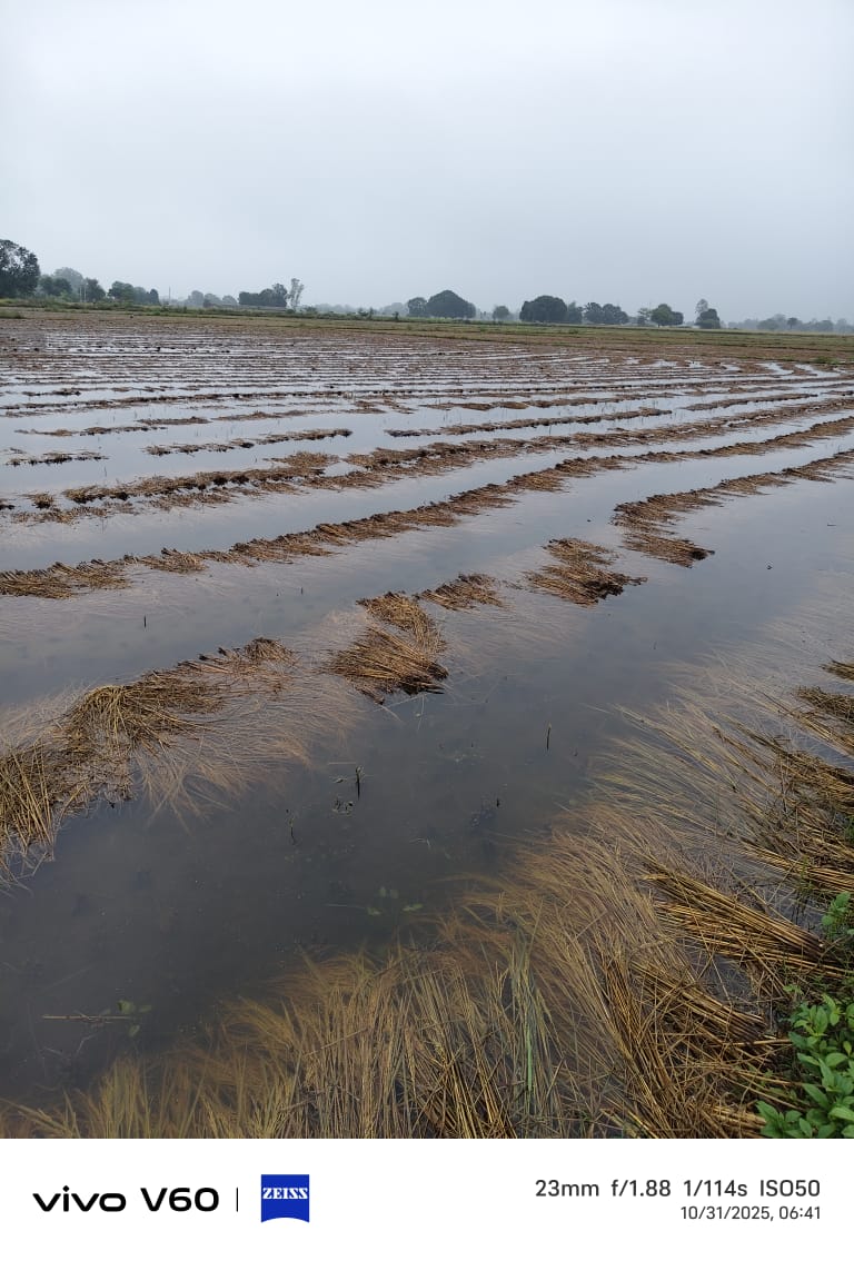 GirishP77105919's tweet photo. @CMOfficeUP @DmSonbhadra महोदय घोरावल विकास खंड के हरिहरपुर गांव के किसान अमरेश चंद्र शुक्ला की पचास बीघा कटी धान की फसल तो बर्बाद हो गई है, आसपास के लगभग किसानों के फसल का हाल भी यही है। निवेदन है गांव में नुकसान का भौतिक सत्यापन कराकर न्यायोचित रुप से किसानों की मदद करें 🙏 https://t.co/sjgEoCCTek