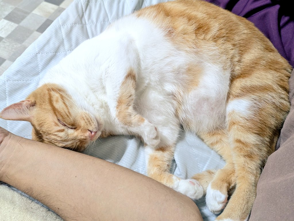 とろちゃん︎︎🍥お休み中(:зꇤ )ﾆ (@tororo0208) / Posts / X