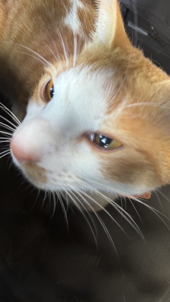 あつし》@猫と暮らしています (@atsushi_314) / Highlights / X