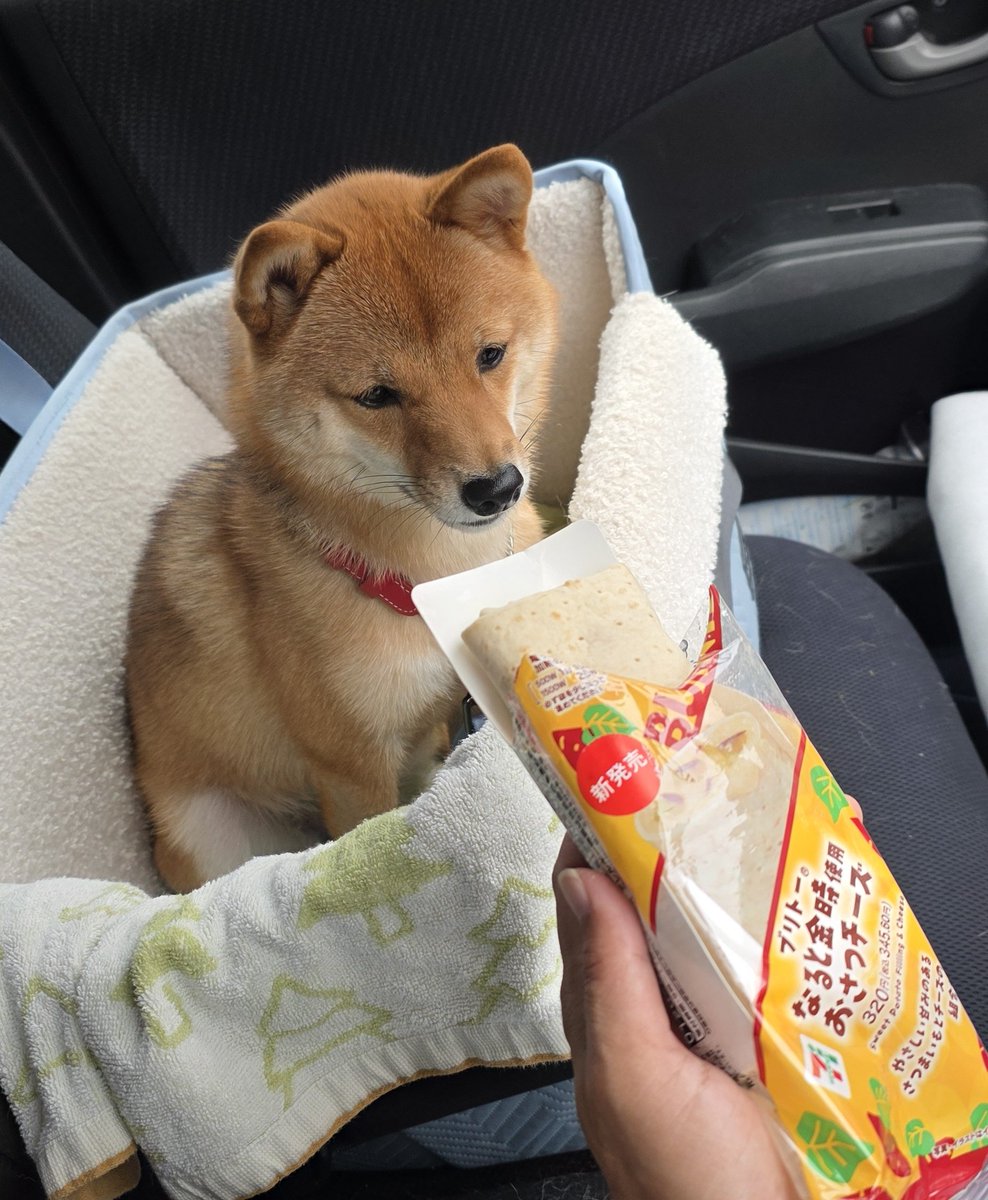 自動車 chiiko Amazon | トミーテック (TOMYTEC) チョロQ zero Z-81c Nissan GT-R50by