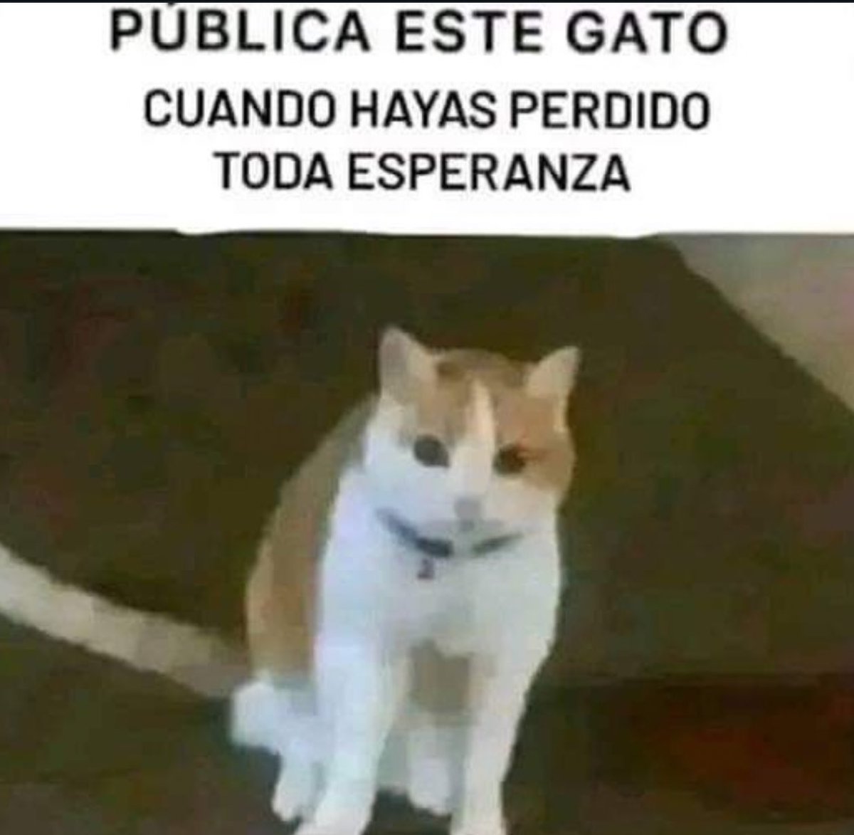 skereunpesado's tweet image. 