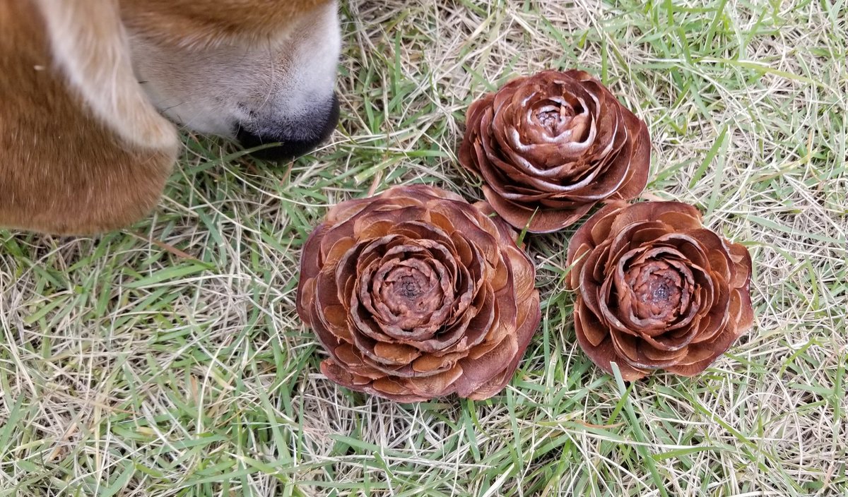 毎年恒例シダーローズ拾い。
まだあんまり落ちてないな。

いっぱいおうちにあるのについつい拾っちゃうのよ😅