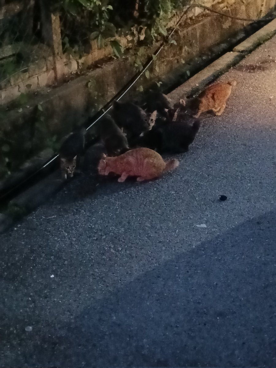 kyril_graguks's tweet photo. Salam semua.Merayu jasa baik  yg ada rezeki lebih sudilah bantu meringankan misi ini demi kehidupan ratusan anak2 jalanan saya.Memerlukan bantuan makanan/rawatan.Mohon rt kawan2.@StrayFreeFndn @ManjitSinghG5 @TarentoV3 @AimanAirin2 @bootnconverse @meeayusri @saedah789 https://t.co/77nnyjuYfV