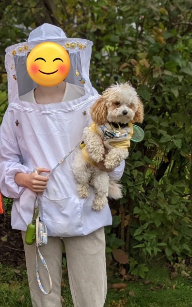 Daisy The Cavapoo tweet media