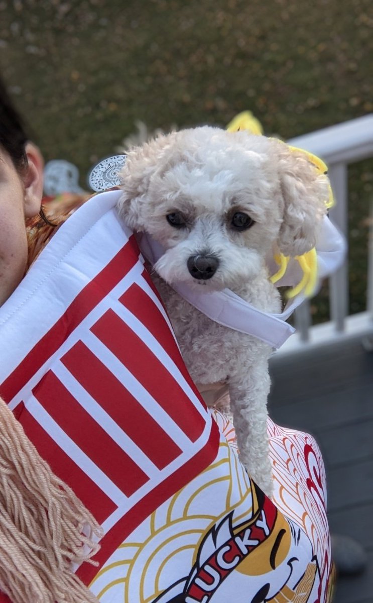 Daisy The Cavapoo tweet media