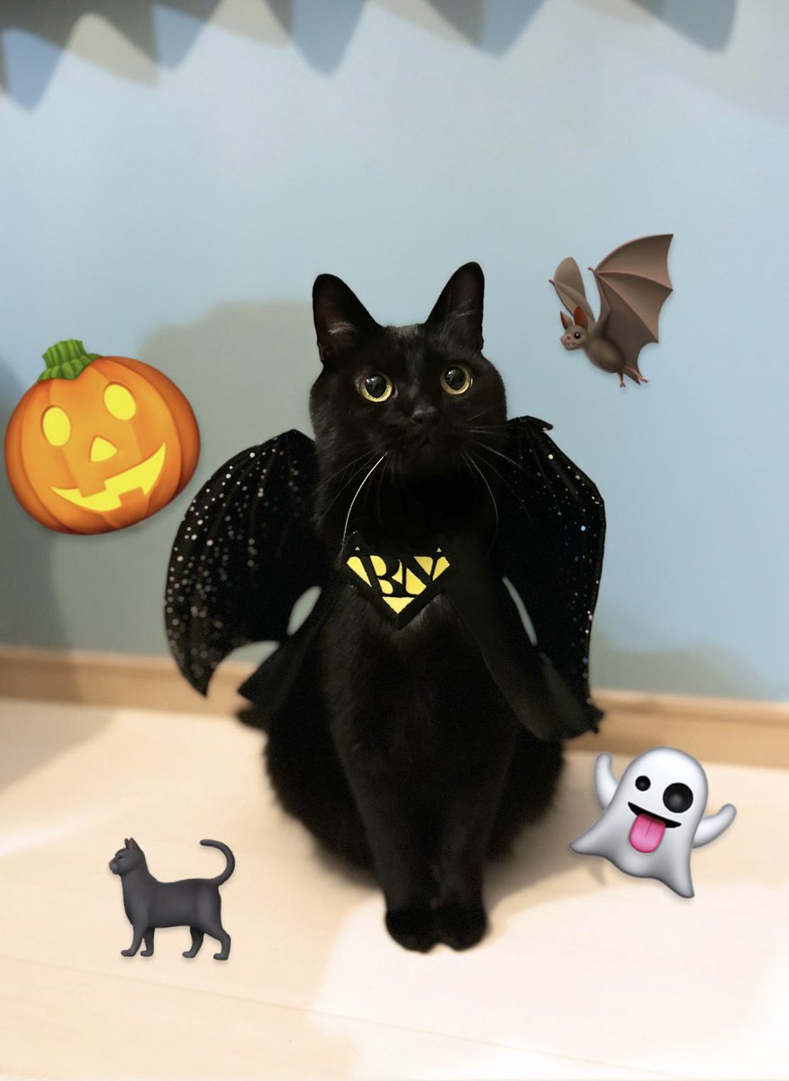 黒猫のこねろく (@nkknrk) / Posts / X