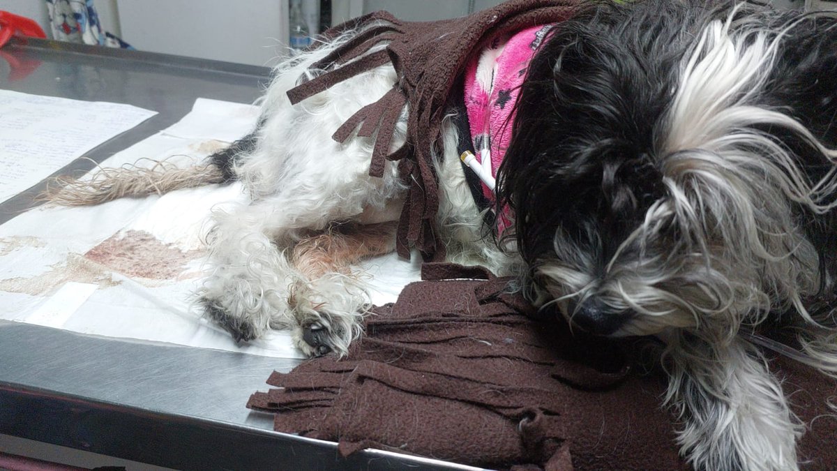 🐾 My dog is having a medical emergency and needs blood tests + an ultrasound 💔
All my VGen commissions have emergency discounts to help cover her treatment.
Not asking for charity — just working hard for my girl 🥺💖
RT helps a lot 🙏
🔗 vgen.co/Kazaki360