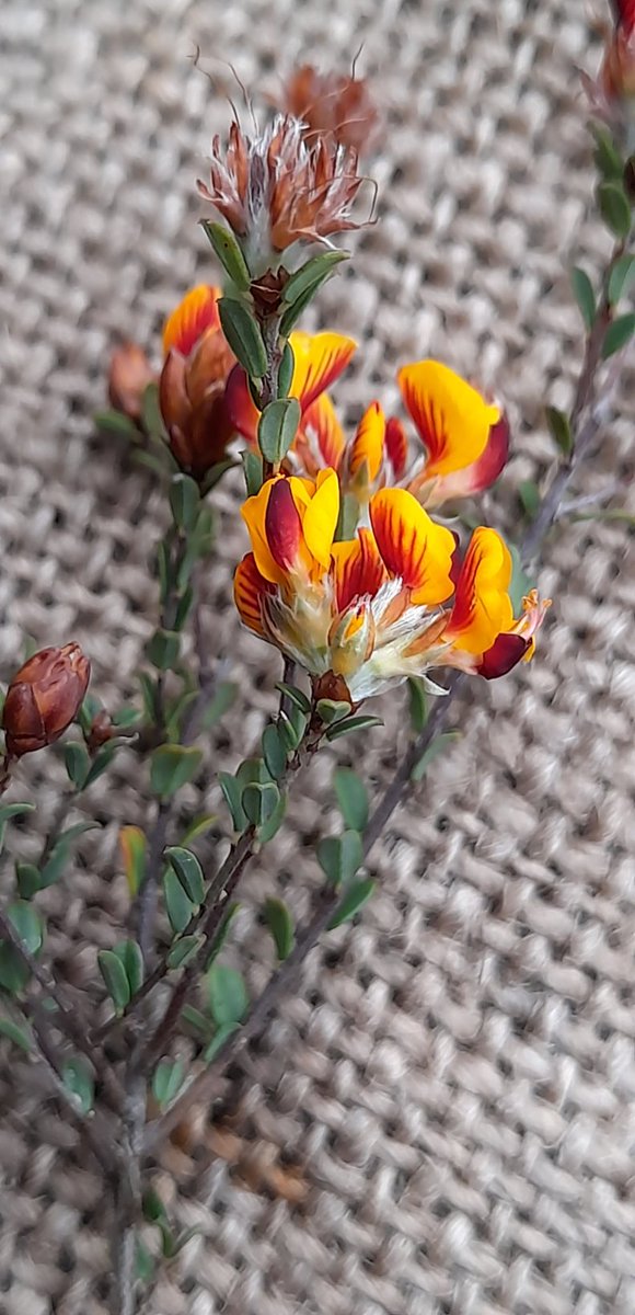 Agvocate_Au tweet media