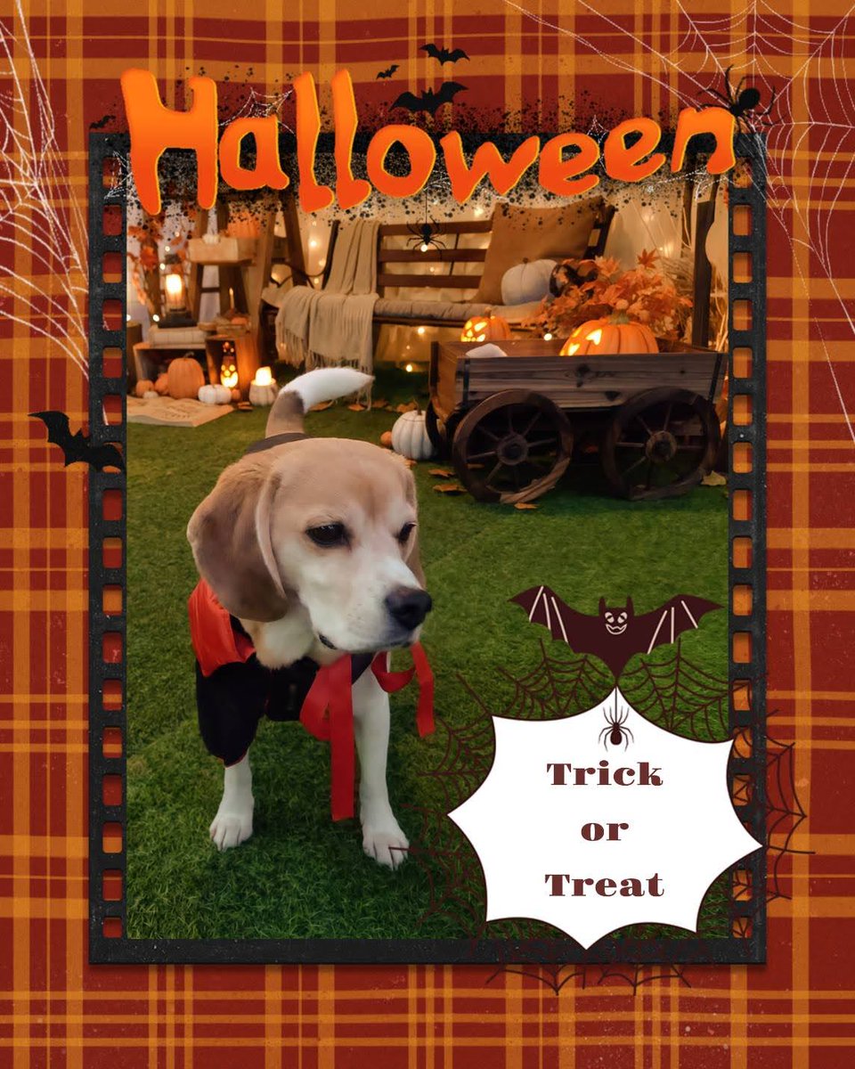 ハッピーハロウィン🎵

例のごとく楓太君パパが作ってくれた😊

#ハロウィン
#ビーグル