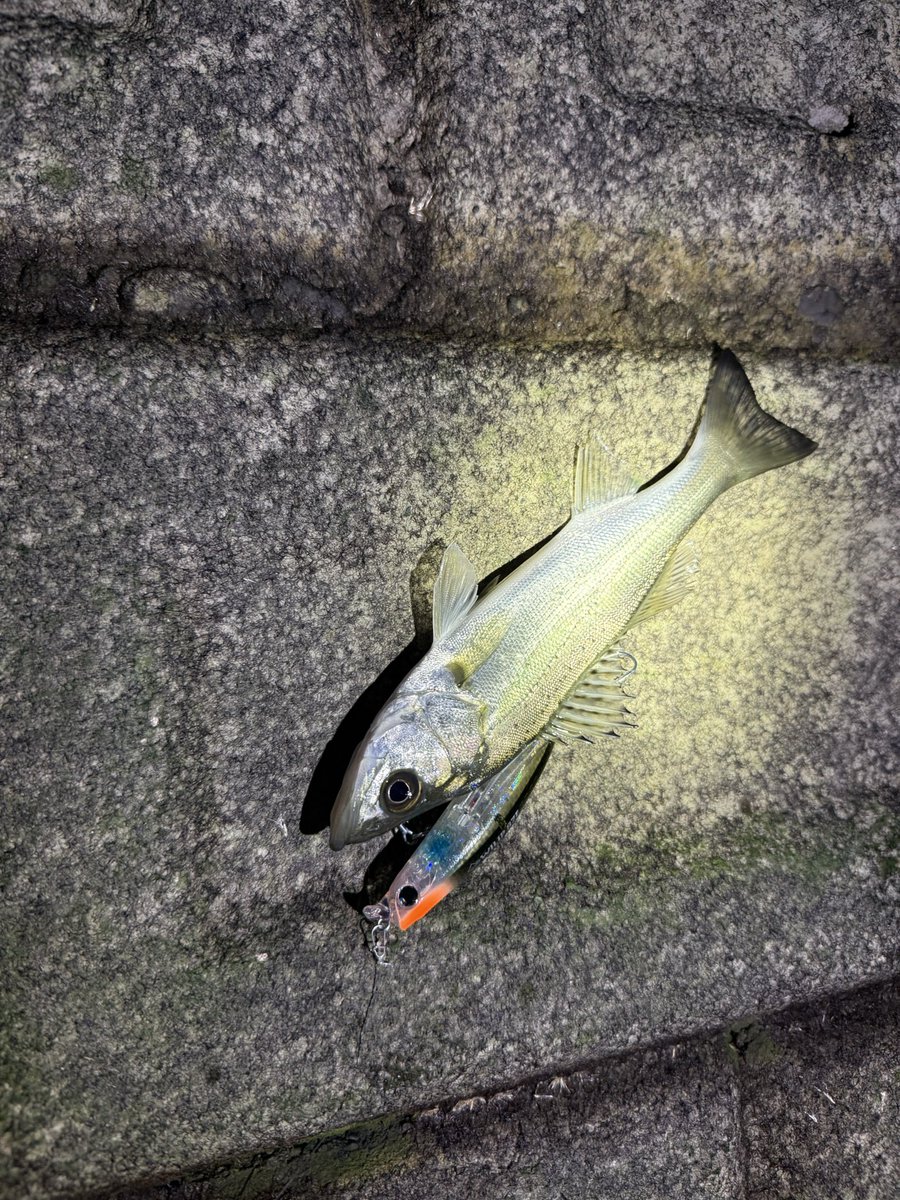 10月まとめです
ぼちぼち行ってるけど厳しい月になりやしたかね🫠