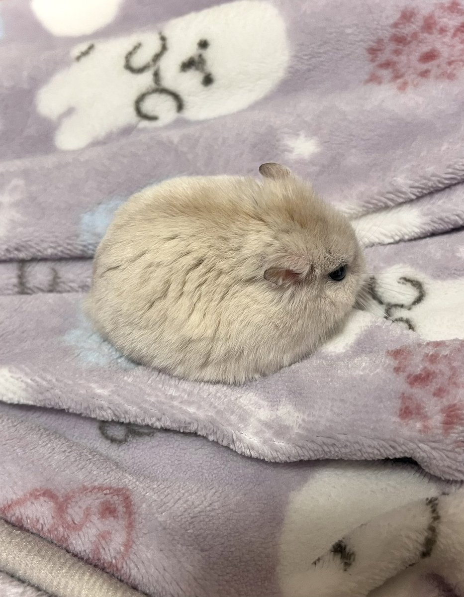 クララモン🐦 (@13tomoemon) / Posts / X