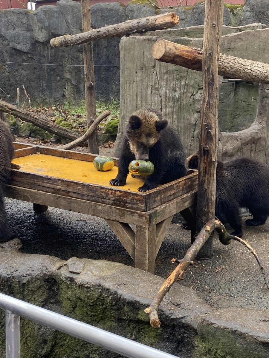 クマ蔵 🧸桃色ﾈｸﾀｰℹ️ 東5ノ57b (@FRISKUMACHAN) / Posts / X